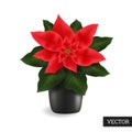 Poinsettia flower isolated on a white background. Realistic Euphorbia pulcherrima. Beautiful Christmas star 3D. Royalty Free Stock Photo