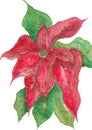 Poinsettia flower painting