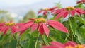 Poinsettia Flower plant, the Christmas Star. Closeup of red flowers blooming in the garden with fresh green leaves backgrounds. Royalty Free Stock Photo