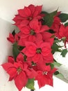 Poinsettia flower