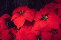 Festive Elegance: Red Poinsettia Flower - A Beautiful Christmas Decoration on a Happy Festival Background Royalty Free Stock Photo