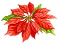 Poinsettia Flower Watercolor Royalty Free Stock Photo