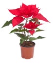 Poinsettia flower on white Royalty Free Stock Photo