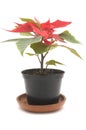 Poinsettia flower on white Royalty Free Stock Photo