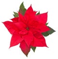 Poinsettia flower on white - top view