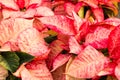 Poinsettia flowers with bright bracts Royalty Free Stock Photo