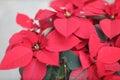 the Poinsettia Flowers Closeup at outdoor park Royalty Free Stock Photo