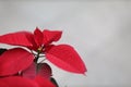 the Poinsettia Flowers Closeup at outdoor park Royalty Free Stock Photo