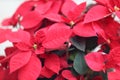 the Poinsettia Flowers Closeup at outdoor park Royalty Free Stock Photo