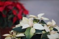 the Poinsettia Flowers Closeup at outdoor park Royalty Free Stock Photo