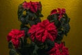 Poinsettia flowers with dew drops, deep red, typical Mexican flowers, and representation of Christmas detail3