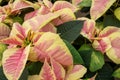 Poinsettia Flowers - Euphorbia Pulcherrima. Royalty Free Stock Photo