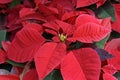 Poinsettia flowers, Euphorbia pulcherrima, on marketplace for Christmas decotation Royalty Free Stock Photo