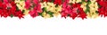 Poinsettia flowers garland. Christmas border decoration isolated Royalty Free Stock Photo