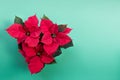 Poinsettia flowers on green Christmas background with blank space Royalty Free Stock Photo