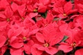 Poinsettia flowers ready for the holiday season