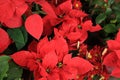 poinsettia flowers ready for the holiday season