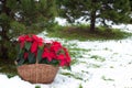 Poinsettia flowers with the snowy Christmas tree background