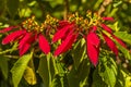 A Poinsettia growing on Hackleton Cliffs in Barbados Royalty Free Stock Photo