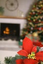 Poinsettia holiday vertical upclose Royalty Free Stock Photo