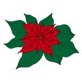 Poinsettia is an isolated icon for decorating a Christmas or New Year greeting card. Vector realistic poinsettia plant Royalty Free Stock Photo