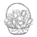 Vector spring bouquet with outline crocus or saffron flower in wicker basket in black isolated on white background.