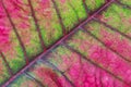 Poinsettia leaf (Euphorbia pulcherrima) abstract macro image.