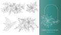 Poinsettia Line Art. Christmas Floral Frames and Bouquets Line Art Royalty Free Stock Photo