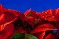 Poinsettia