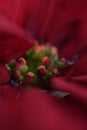 Poinsettia in Macro