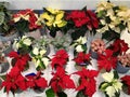 Poinsettia mixed colour collection Christmas plants