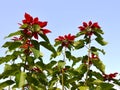 Poinsettia outdoor Royalty Free Stock Photo