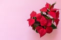 The poinsettia on pink background