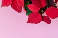 The poinsettia on pink background