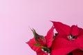 The poinsettia on pink background