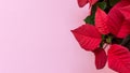The poinsettia on pink background