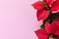 The poinsettia on pink background