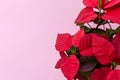 The poinsettia on pink background