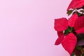 The poinsettia on pink background