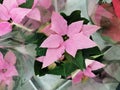 Poinsettia pink in a pot.New year`s flower.close up