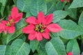 Poinsettia plant,christmas flower,red and green Royalty Free Stock Photo