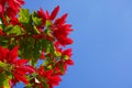 Poinsettia plant red leaves bright in winter season beautiful om blue sky