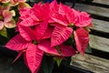 Poinsettia plants in bloom as Christmas decorations