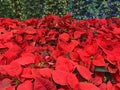 Poinsettia Plants and Decorated Christmas Tree On Sale In Store