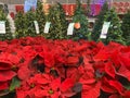 Poinsettia Plants and Decorated Christmas Tree On Sale In Store