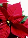 Poinsettia