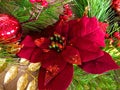 Poinsettia red Christmas Royalty Free Stock Photo