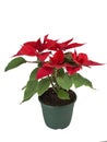 poinsettia. red christmas flower Royalty Free Stock Photo