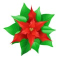 Poinsettia. Red Christmas flower. Royalty Free Stock Photo