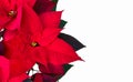Isolated poinsettia red Christmas flower on white Royalty Free Stock Photo